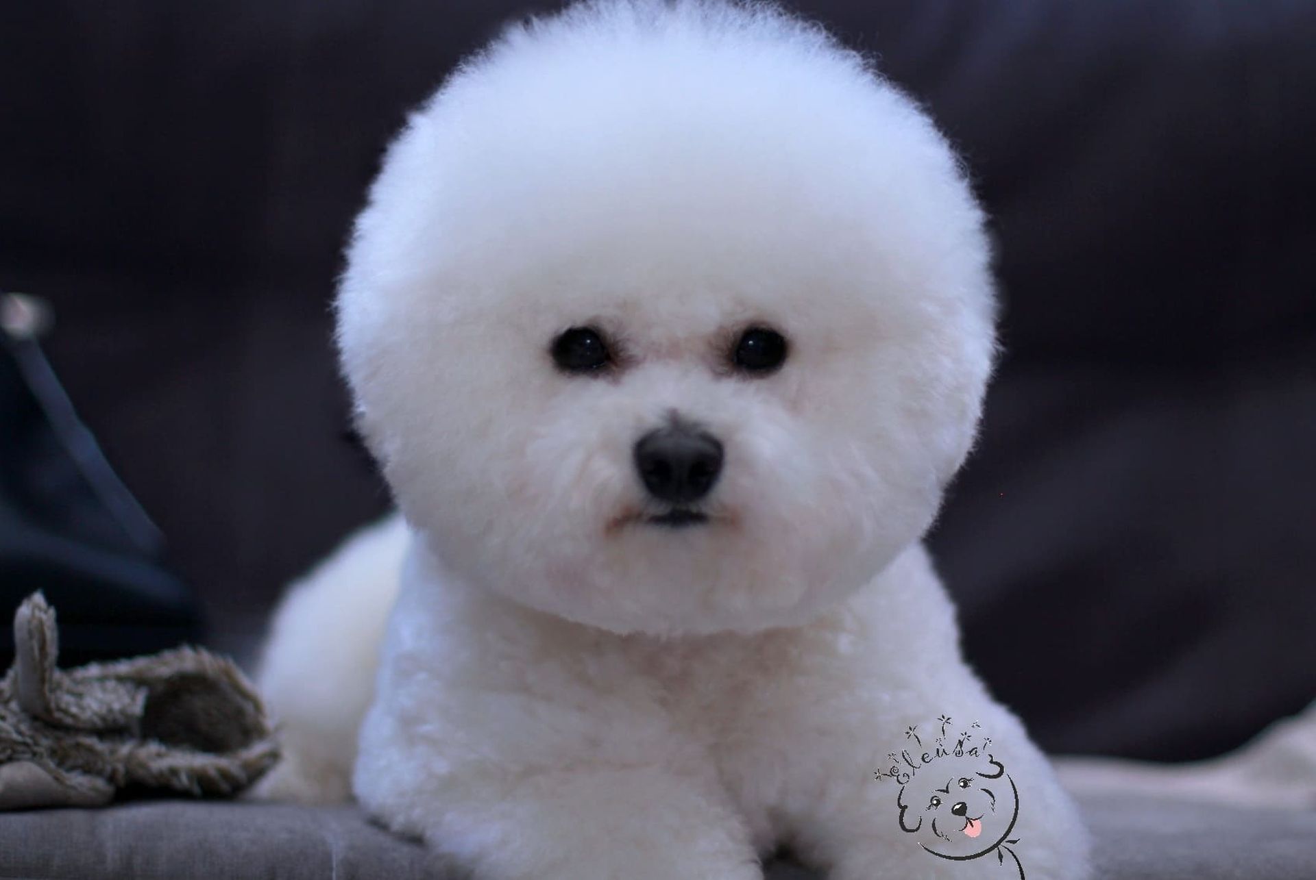 Болонка бишон фризе. Про бишона. Болонка бишон фризе. Про бишона. Болонка бишон фризе.